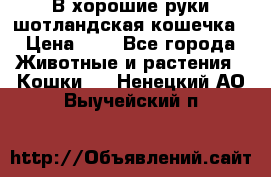 В хорошие руки шотландская кошечка › Цена ­ 7 - Все города Животные и растения » Кошки   . Ненецкий АО,Выучейский п.